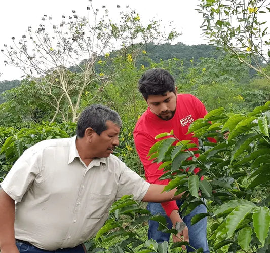 Specialty kava s poreklom Mehika Santuario Ixhuatlan