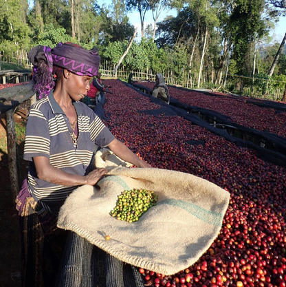 Specialty kava s poreklom Etiopija Sidamo