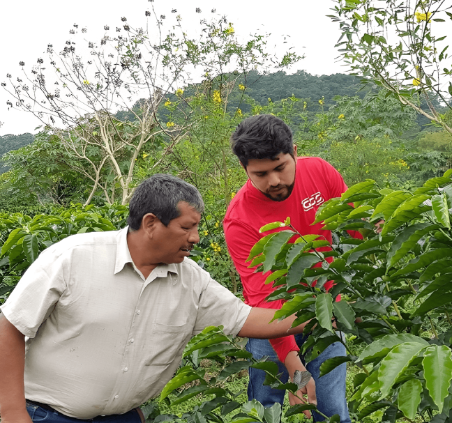 Specialty kava s poreklom Mehika Santuario Ixhuatlan