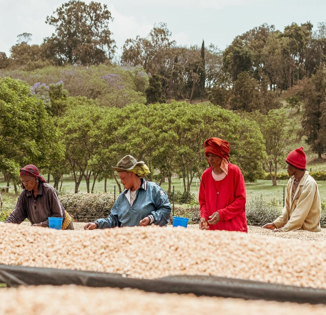 Specialty kava s poreklom Tanzanija Posestvo Mondul