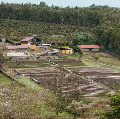 Specialty kava s poreklom Tanzanija Posestvo Mondul